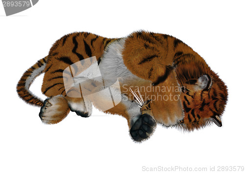 Image of Sleeping Tiger