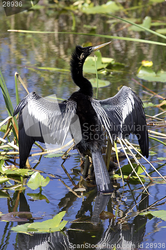 Image of Anhinga bird everglades state national park florida usa