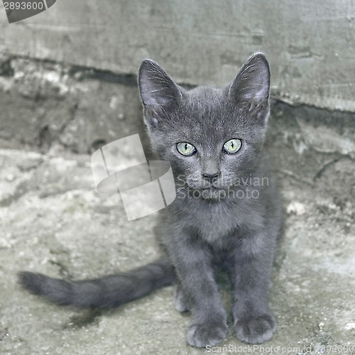 Image of Small gray cat outdoors