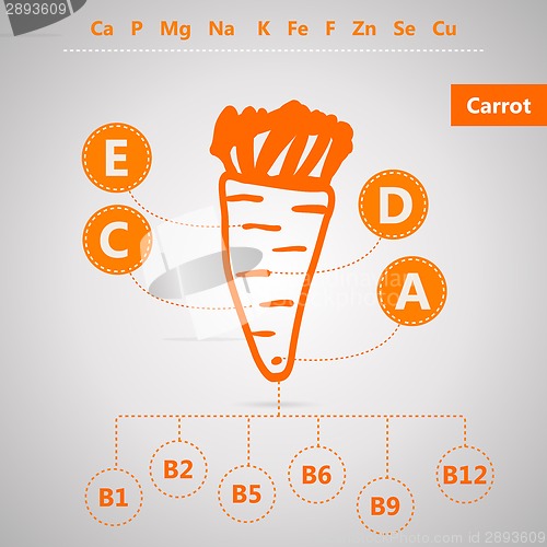 Image of Vegetarian food. Vector infographic for content of vitamins and minerals in carrot.