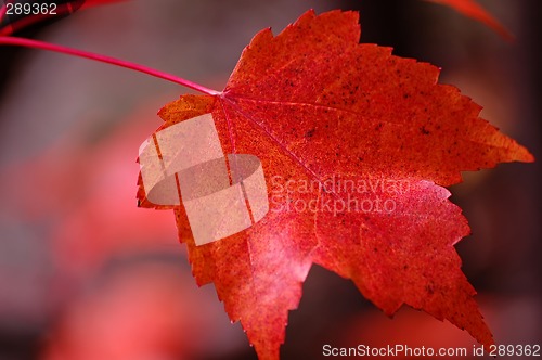 Image of Red Maple Leaf