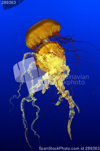 Image of Sea Nettles (Chrysaora quinquecirrha)