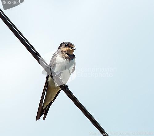 Image of Barn Swallow