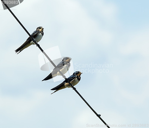 Image of Barn Swallows