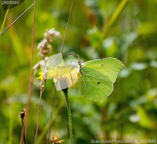 Image of Brimstone Butterfly