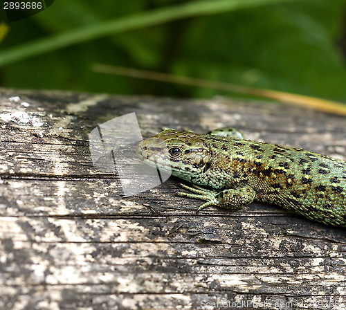 Image of Common Lizard