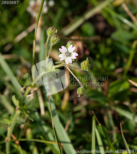 Image of Cranesbill