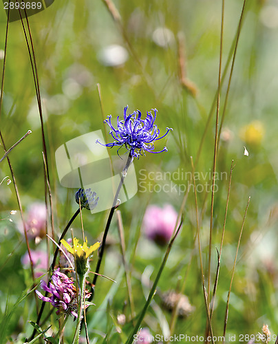 Image of Round headed Rampion