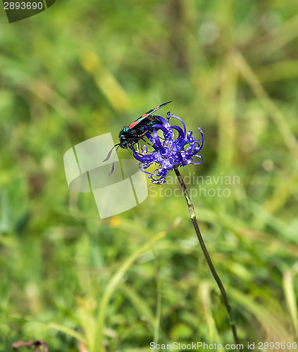 Image of Six Spot Burnet Moth on Round Headed Rampion