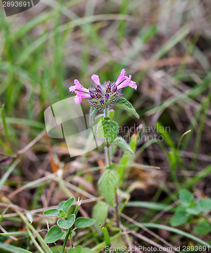 Image of Wild Basil