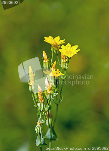 Image of Yellow-wort