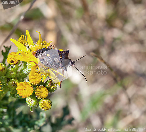 Image of Forest Bug