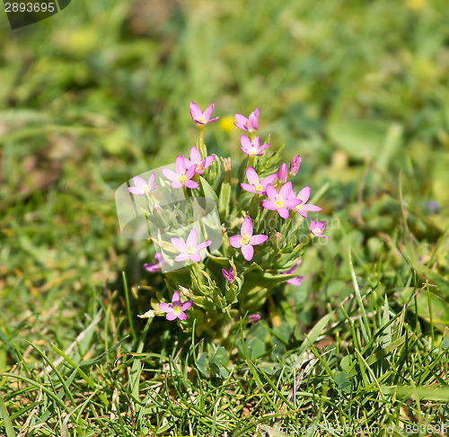 Image of Lesser Centaury