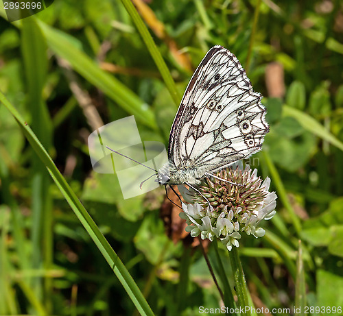 Image of Marbled White Butterfly