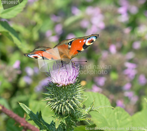 Image of Peacock Butterfly