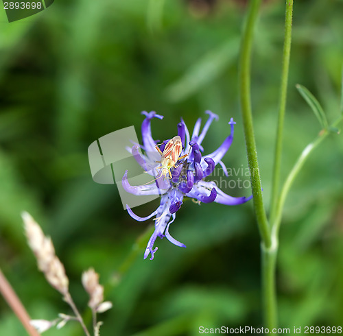 Image of Plant Bug Calocoris Roseomaculatus