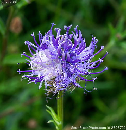 Image of Round headed Rampion