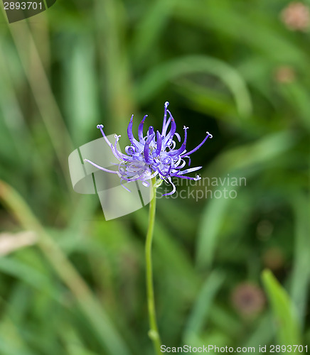 Image of Round headed Rampion