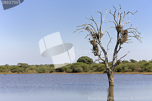 Image of Nests in a tree