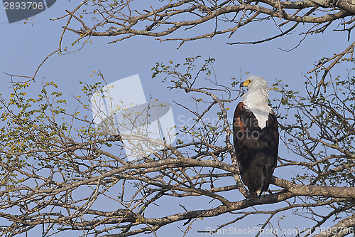Image of African Fish Eagle