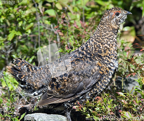 Image of Spruce Grouse