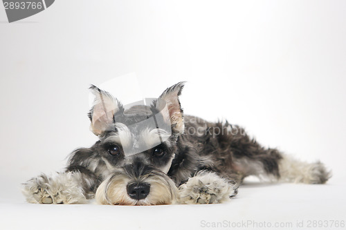 Image of Cute Miniature Schnauzer Puppy Dog on White Background