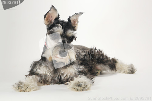 Image of Cute Miniature Schnauzer Puppy Dog on White Background