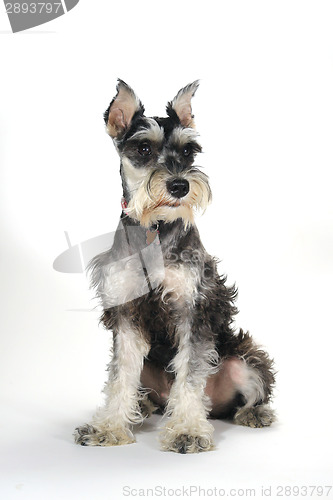 Image of Cute Miniature Schnauzer Puppy Dog on White Background