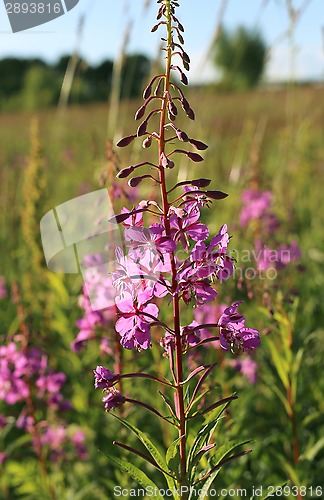 Image of Wild flower of Willow-herb in the evening field