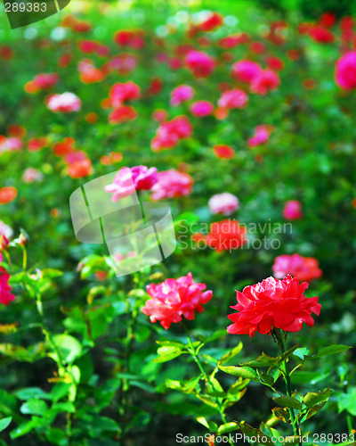 Image of Roses