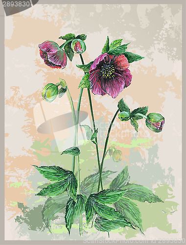 Image of Illustration hellebore. Greeting card with hellebore.