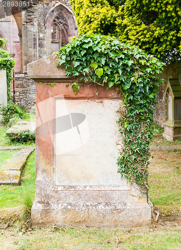 Image of Very old gravestone with green leaves