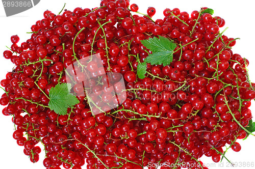 Image of Ripe red currant close-up as background