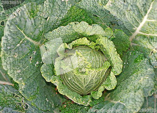 Image of Cabbage in the garden as a background