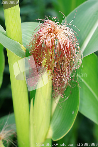 Image of Blooming corn in the garden close up