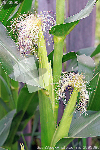 Image of Blooming corn in the garden close up