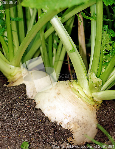 Image of Two large white turnips on a bed in the ground very close up    