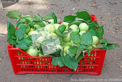 Image of Green apples in a red box on the ground 