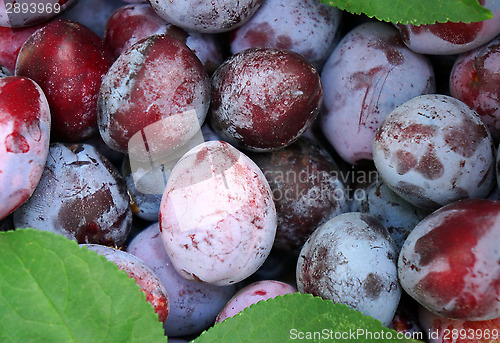 Image of Plum closeup as background