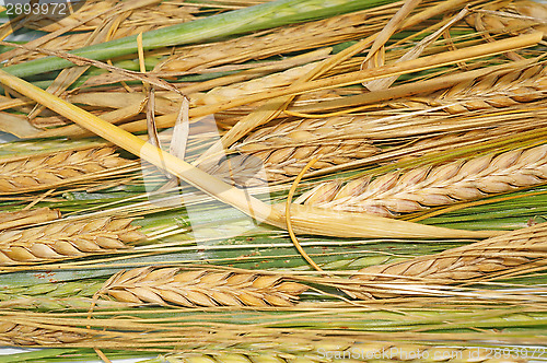 Image of Ripe and green wheat as background