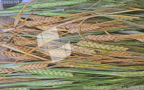 Image of Ripe and green wheat as background