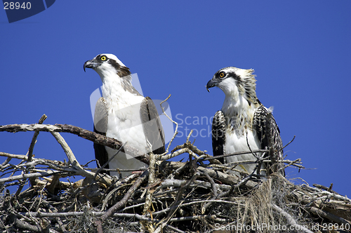Image of Osprey in nest