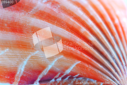 Image of Seashell surface