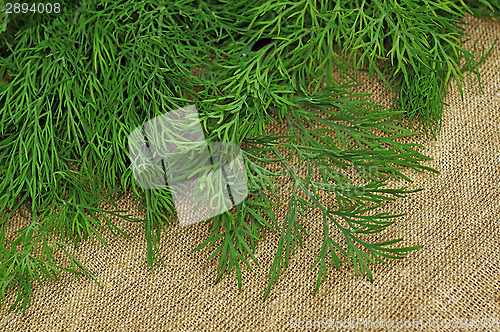 Image of Green dill on the rough fabric as the background