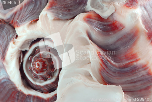 Image of Seashell fragment