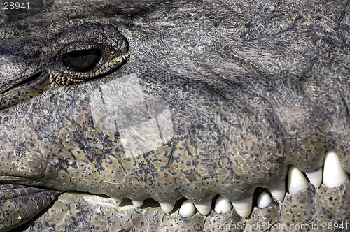 Image of Crocodile everglades state national park florida usa