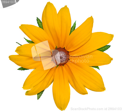 Image of Big yellow flower Rudbeckia closeup isolated on white  