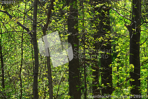 Image of Green spring forest