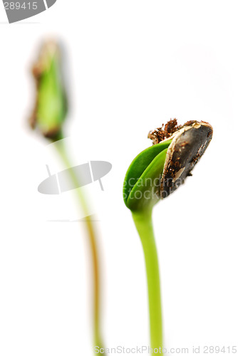 Image of Sprouts