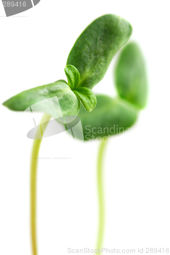 Image of Green sprouts